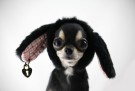 Navneskilt hund spesial thumbnail