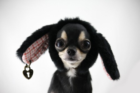 Navneskilt hund spesial